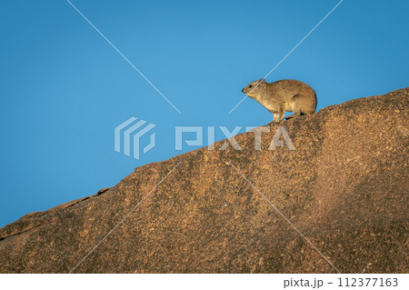 Rock hyrax lifts head on rocky outcrop 112377163
