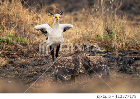 Secretary bird and tawny eagle spread wings Secretary bird and tawny eagle spread wings 112377179