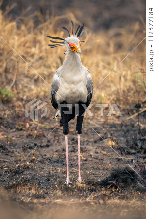 Secretary bird stands in mud looking down 112377184