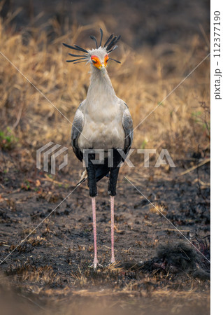 Secretary bird stands on mud looking down Secretary bird stands on mud looking down 112377190