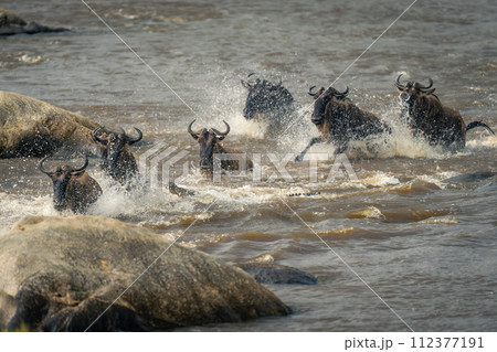 Six blue wildebeest splash through shallow river Six blue wildebeest splash through shallow river 112377191