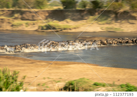 Slow pan of blue wildebeest and zebra Slow pan of blue wildebeest and zebra 112377193