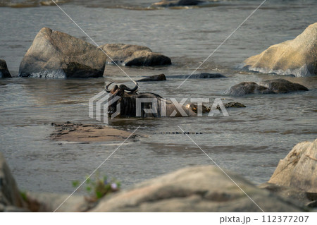 Nile crocodile holding on to blue wildebeest 112377207
