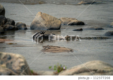 Nile crocodile holds blue wildebeest from behind 112377208