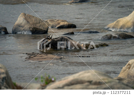 Nile crocodile in river bites blue wildebeest Nile crocodile in river bites blue wildebeest 112377211