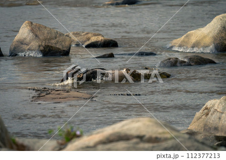 Nile crocodile in water bites blue wildebeest 112377213