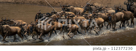 Panorama of blue wildebeest galloping across stream 112377230