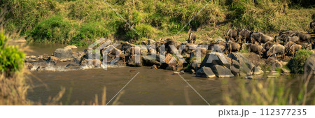 Panorama of blue wildebeest jumping into river 112377235