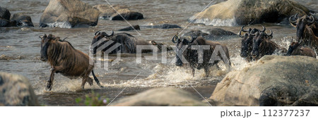 Panorama of blue wildebeest passing Nile crocodile Panorama of blue wildebeest passing Nile crocodile 112377237
