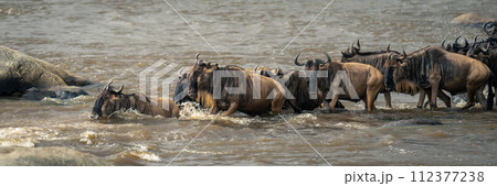 Panorama of blue wildebeest splashing across river Panorama of blue wildebeest splashing across river 112377238