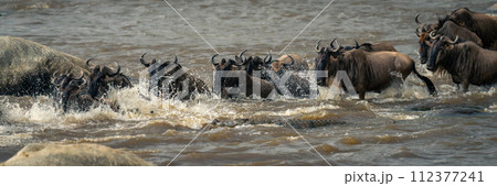 Panorama of blue wildebeest swimming by crocodile 112377241