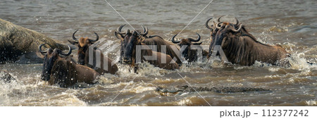 Panorama of blue wildebeest swimming past crocodile 112377242