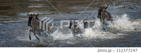 Panorama of four blue wildebeest amid spray Panorama of four blue wildebeest amid spray 112377247