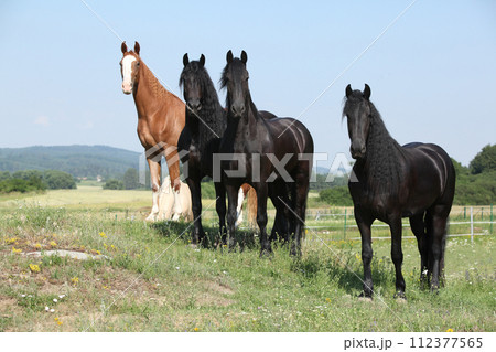 Nice friesian and Kinsky horses on pasturage 112377565
