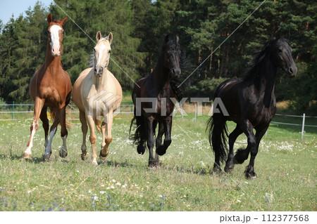 Kinsky and friesian horse running together 112377568