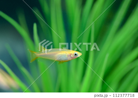 水槽のヒメダカ 112377718