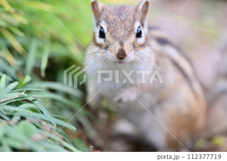 かわいいシマリスのアップ　埼玉県さいたま市（市民の森・見沼グリーンセンター・りすの家） 112377719