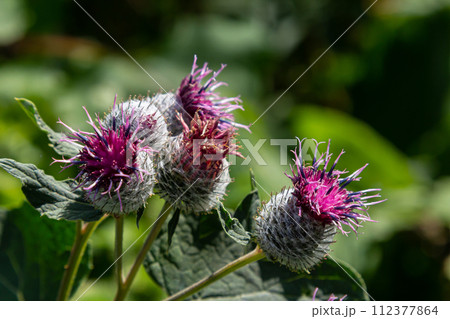 The arachnoid burdock Arctium tomentosum.Wild plants of Siberia 112377864