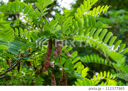 Robinia pseudoacacia, commonly known as black locust with seeds 112377865