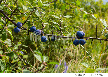 Blackthorn Prunus spinosa, also known as blackthorn 112377875