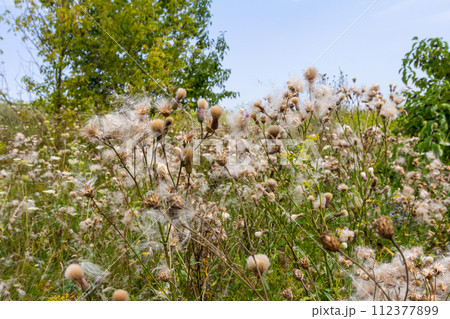 Cirsium arvense is a species of perennial plants of the thistle family of the aster. Autumn plants with seeds. Medicinal plants Cirsium arvense is a species of perennial plants of the thistle family of the aster. Autumn plants with seeds. Medicinal plants 112377899