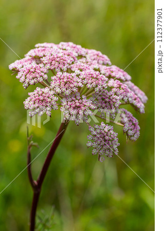 inflorescence of Pimpinella saxifraga or burnet-saxifrage solid stem burnet saxifrage lesser burnet 112377901