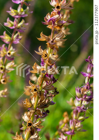 Deep violet-blue flowers, Salvia nemorosa Ostfriesland. Tall purple flower . Salvia, Nepeta. Balkan Clary - Salvia sylvestris 112377907