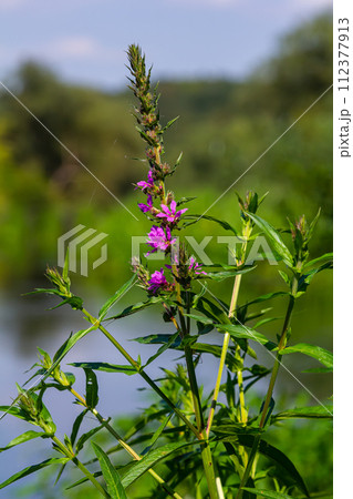 Purple loosestrife Lythrum salicaria inflorescence. Flower spike of plant in the family Lythraceae, associated with wet habitats Purple loosestrife Lythrum salicaria inflorescence. Flower spike of plant in the family Lythraceae, associated with wet habitats 112377913