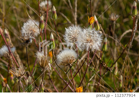 Rough Hawksbeard Crepis biennis plant blooming in a meadow Rough Hawksbeard Crepis biennis plant blooming in a meadow 112377914