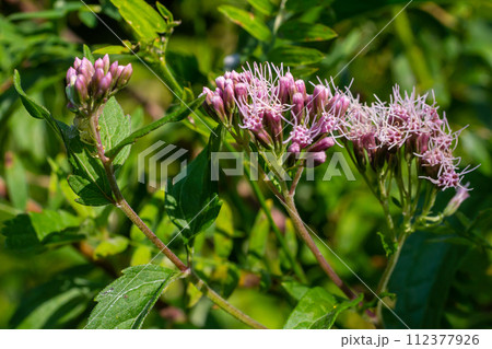 The view of Eupatorium fortunei floral plant blooming in the greenery The view of Eupatorium fortunei floral plant blooming in the greenery 112377926