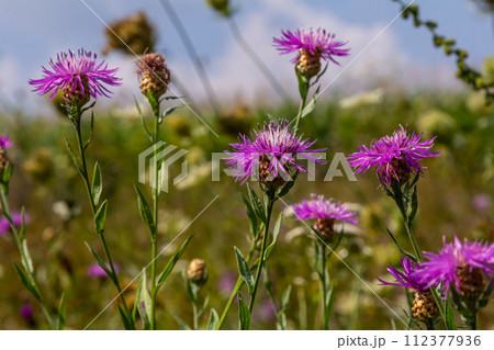 Centaurea jacea, the Brown Knapweed, known also as Brown-rayed Knapweed, Brownray Knapweed and Hardheads 112377936