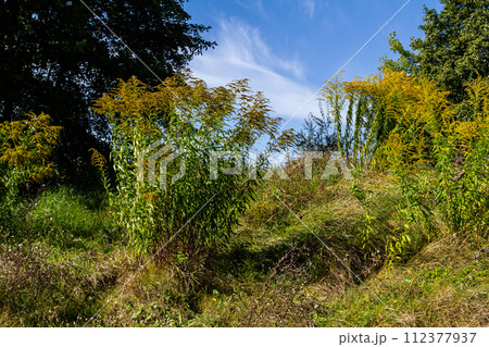 The wild flowers of Solidago altissima in autumn The wild flowers of Solidago altissima in autumn 112377937