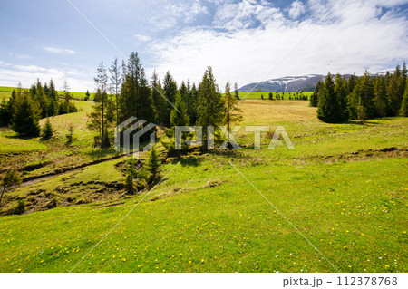 coniferous trees on the grassy hill in spring. mountain range with snow capped tops in the distance beneath a blue sky with clouds. beautiful carpathian countryside on a sunny day coniferous trees on the grassy hill in spring. mountain range with snow capped tops in the distance beneath a blue sky with clouds. beautiful carpathian countryside on a sunny day 112378768
