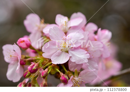 春の陽光を浴びる河津桜 春の陽光を浴びる河津桜 112378800