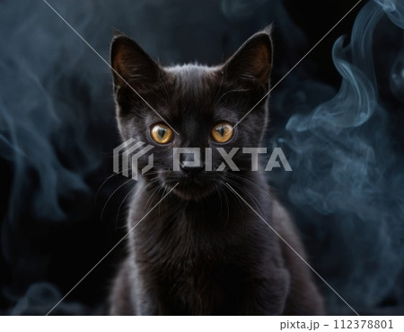 Fluffy black kitten. 112378801