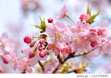 春の陽光を浴びる河津桜 112378805