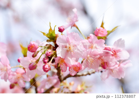 春の陽光を浴びる河津桜 112378807