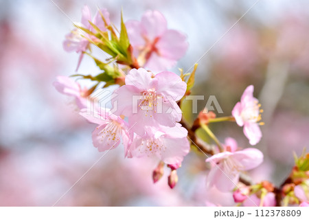 春の陽光を浴びる河津桜 112378809