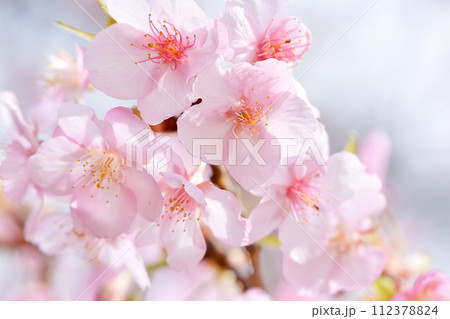 春の陽光を浴びる河津桜 112378824