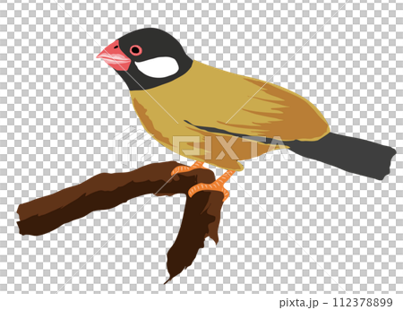 Illustration of sparrow Illustration of sparrow 112378899