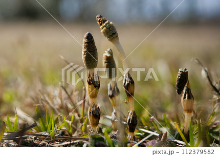 春になって道端に生えてきたつくし 春になって道端に生えてきたつくし 112379582