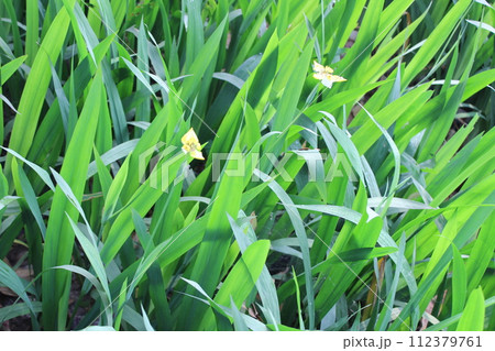 Trimezia steyermarkii flowers in bloom 112379761