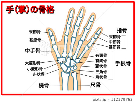 手の骨格_文字有4 112379762
