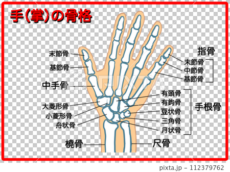 Hand skeleton_with characters 4 112379762