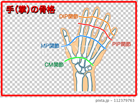 Hand skeleton_text 3 112379763