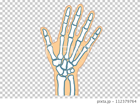 Hand skeleton_picture only 112379764