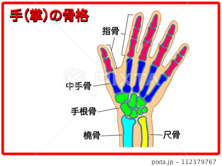 手の骨格_文字有1 手の骨格_文字有1 112379767