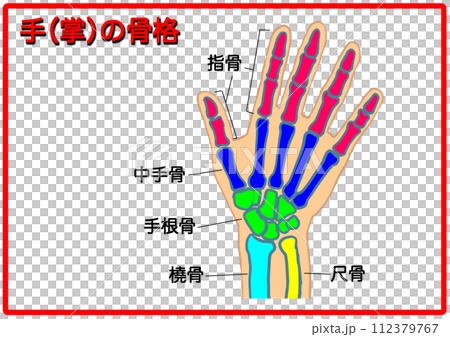 Hand skeleton_with text 1 Hand skeleton_with text 1 112379767