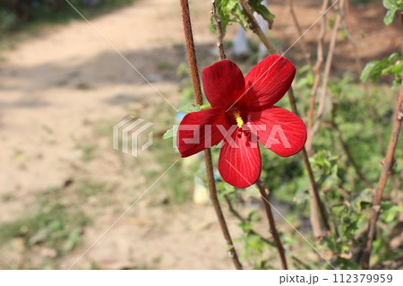 close-up of Abelmoschus moschatus flowers close-up of Abelmoschus moschatus flowers 112379959