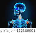 人体骨格透過図モデルblue 112380001